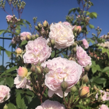 Rosa - hybride - Romantic - KORsilu09